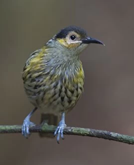 Honeyeater Collection: Picture No. 11066757
