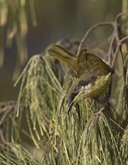 Honeyeater Collection: Picture No. 11066794