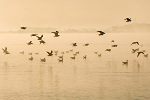 Images Dated 27th March 2012: Picture No. 11066819
