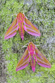 Moth Collection: Picture No. 11066830