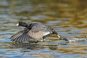 Coot Collection: Picture No. 11066913