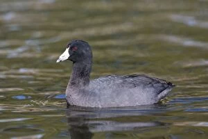 Coot Collection: Picture No. 11066914