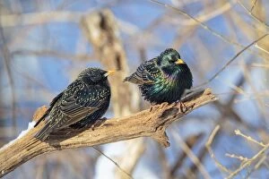 Starlings Collection: Picture No. 11066952