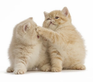 Play Fighting Collection: Picture No. 11067111