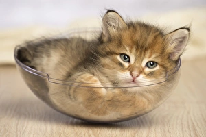 Bowls Collection: Picture No. 11067184