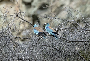 Coracias Garrulus Collection: Picture No. 11067555