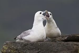 Fulmar Collection: Picture No. 11067602