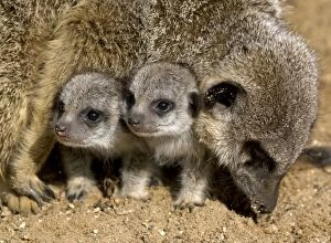 Meerkats Collection: Picture No. 11067630