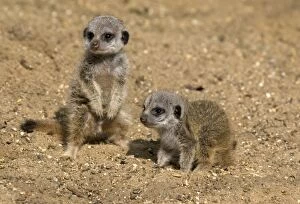 Meerkats Collection: Picture No. 11067631