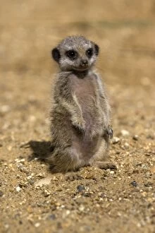 Meerkats Collection: Picture No. 11067633