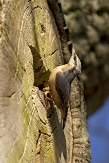 Images Dated 27th March 2012: Picture No. 11067643