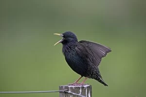 Starlings Collection: Picture No. 11067676