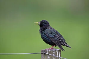 Starlings Collection: Picture No. 11067677