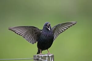Starlings Collection: Picture No. 11067678