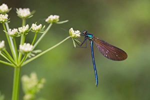 Demoiselle Collection: Picture No. 11071193