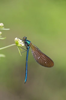 Demoiselle Collection: Picture No. 11071194