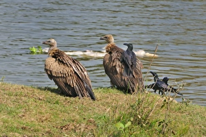 Corvid Collection: Picture No. 11071438