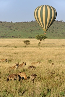 Ballooning Collection: Picture No. 11071734