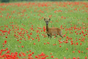Capreolus Collection: Picture No. 11071837