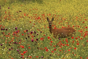 Capreolus Collection: Picture No. 11071838