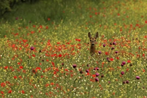 Capreolus Collection: Picture No. 11071839