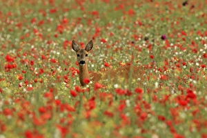 Capreolus Collection: Picture No. 11071840