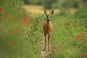 Capreolus Collection: Picture No. 11071841