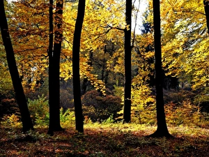 Autumnal Collection: Picture No. 11071897