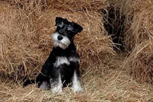 Schnauzers Collection: Picture No. 11073025
