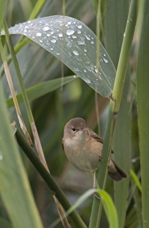 Sheltering Collection: Picture No. 11073068