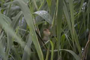 Sheltering Collection: Picture No. 11073069
