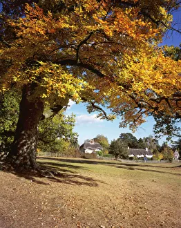 Fall Collection: Picture No. 11073645