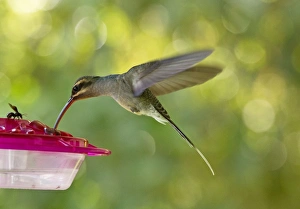 Hovering Collection: Picture No. 11073790