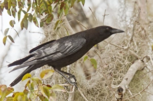 Corvid Collection: Picture No. 11073826