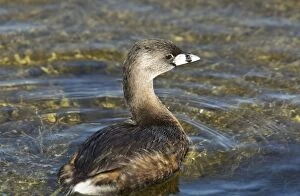 Grebes Collection: Picture No. 11073836
