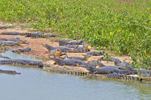 Caimans Collection: Picture No. 11074092