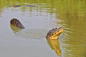 Caimans Collection: Picture No. 11074093