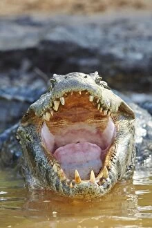 Caimans Collection: Picture No. 11074094
