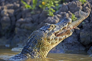 Caimans Collection: Picture No. 11074095