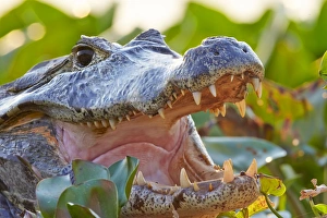 Caimans Collection: Picture No. 11074096