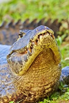 Caimans Collection: Picture No. 11074097