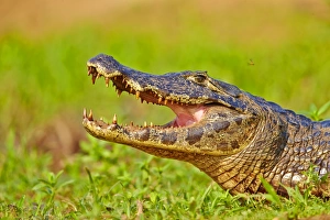 Caimans Collection: Picture No. 11074099
