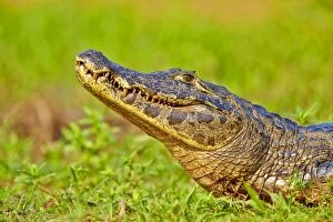 Caimans Collection: Picture No. 11074100