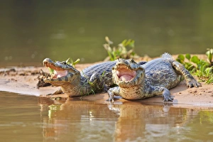 Caimans Collection: Picture No. 11074101