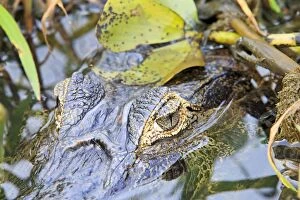 Caimans Collection: Picture No. 11074102