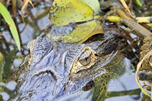 Caimans Collection: Picture No. 11074102