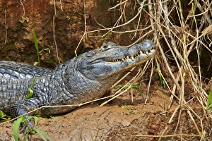 Caimans Collection: Picture No. 11074103