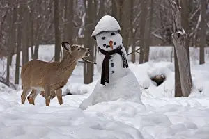 Snowmen Prints: Picture No. 11091645