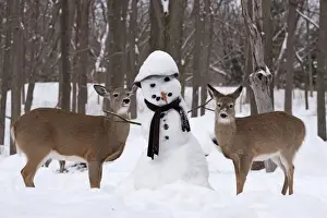 Snowmen Prints: Picture No. 11091648