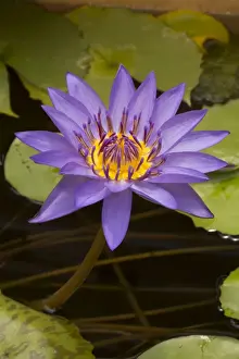 Lilies Prints: Picture No. 11091665